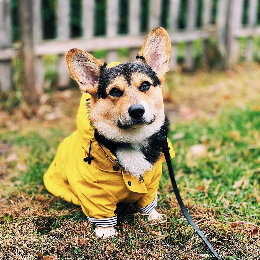 Outdoor Sport Coat - Casaco Impermeável para Cães Pequenos, Médios