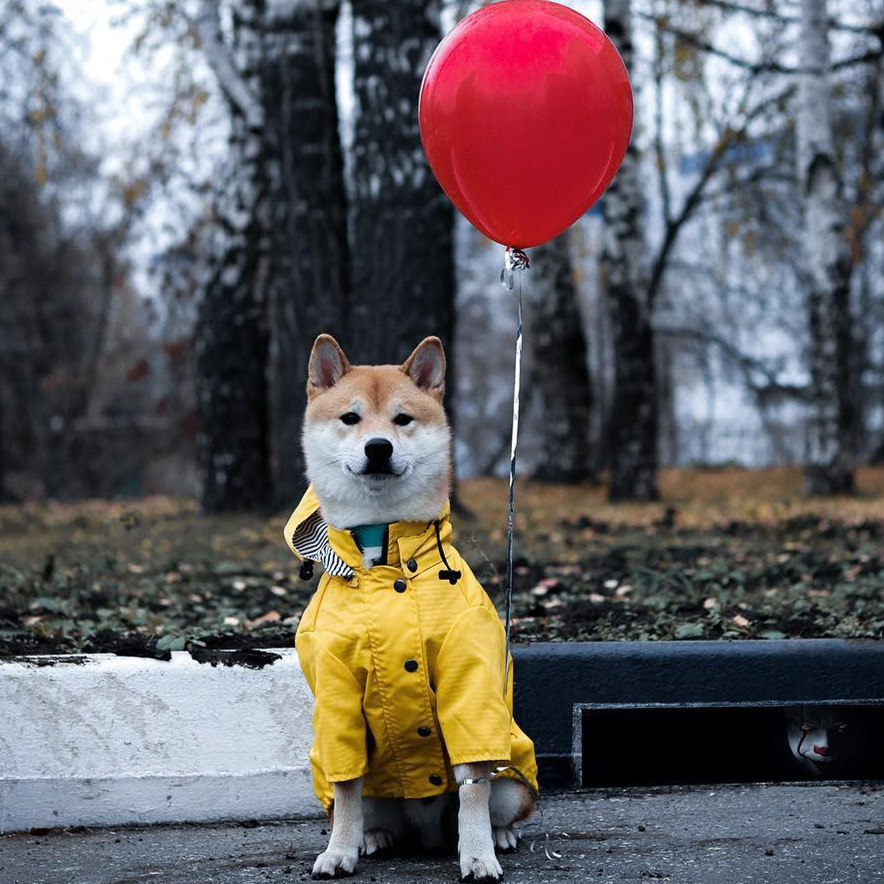Casaco Impermeável para Cães P - Outdoor Sport Coat avaliação e preço