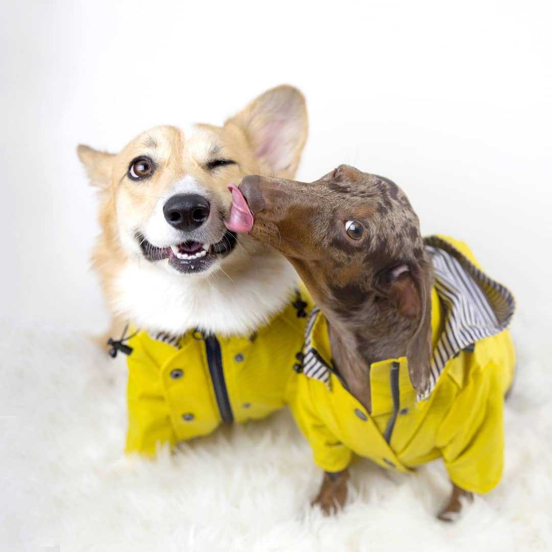 Casaco Impermeável para Cães P - Outdoor Sport Coat avaliação e preço